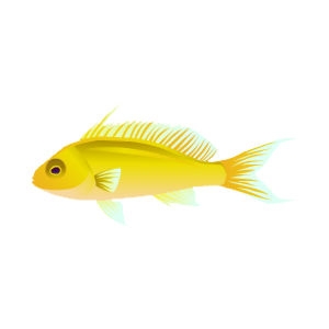 Yellow Resplendent Anthias